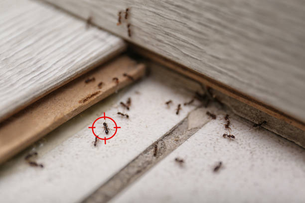 Best Insect Control  in Hrison, AR