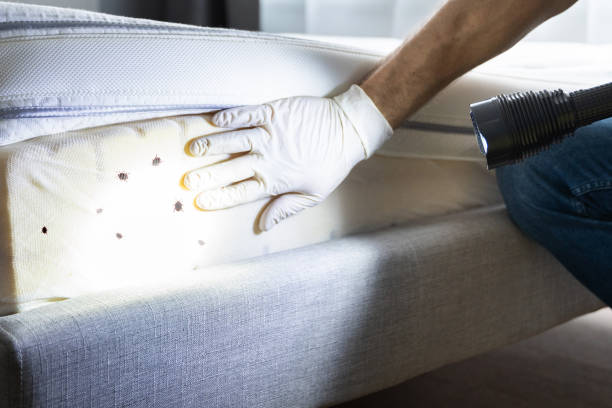 Best Ant Control Services  in Hrison, AR