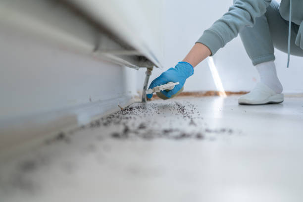 Best Pest Removal Services  in Hrison, AR
